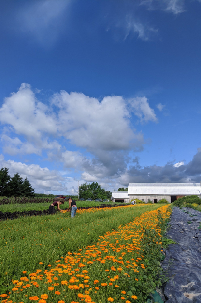 Tisane - L'Apaisante - Camellia